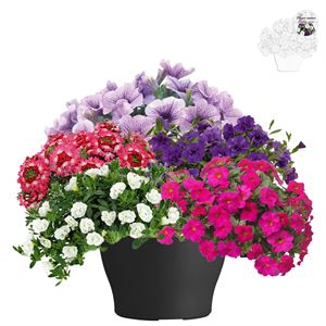 Afbeelding van TP26 Mix 2